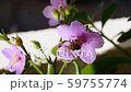 Close up of Insects Bee Pollinating Wonderful Flower In Summer Hive 59755774