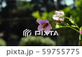 Close up of Insects Bee Pollinating Wonderful Flower In Summer Hive 59755775