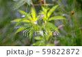 A green, large sheet of cannabis. The backlit, evening light hemp leaves. Forest thickets. Forest hygrophilous and shade-tolerant species. 59822872