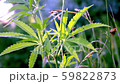 A green, large sheet of cannabis. The backlit, evening light hemp leaves. Forest thickets. Forest hygrophilous and shade-tolerant species. 59822873