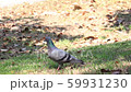 pigeon bird starting to fly in slow motion 59931230