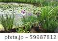 Iris. White purple. Pond. Breeze 59987812