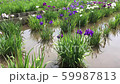 Iris. White purple. Flower field. Breeze to strong wind 59987813
