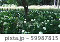 Hydrangea, white, train, breeze 59987815
