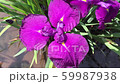 Iris. Purple. Breeze 59987938