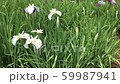 Iris. Five blooming. White purple. Breeze to weak wind 59987941