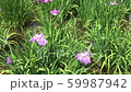 Iris. Flowers and buds. Purple. Breeze 59987942