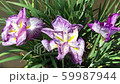 Iris. Three consecutive white purple. Breeze to weak wind 59987944