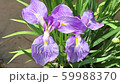 Iris. 2 consecutive, purple. Weak wind 59988370