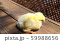 Chick, yellow 59988656