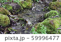 A stream flows over mossy stones 59996477