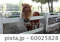 動物公園で撮ったポニーです。 60025828