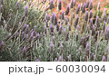lavender, field, background 60030094