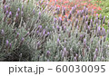 lavender, field, background 60030095