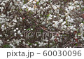 romantic background of white florets swaying in the wind in spring time 60030096