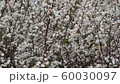 romantic background of white florets swaying in the wind in spring time 60030097