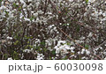 romantic background of white florets swaying in the wind in spring time 60030098