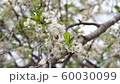 white plum flowers moved by the wind in spring time 60030099