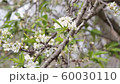 white plum flowers moved by the wind in spring time 60030110