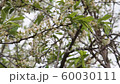 white plum flowers moved by the wind in spring time 60030111