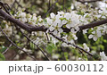 white plum flowers moved by the wind in spring time 60030112