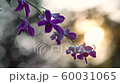 Branch with orchid flowers against the setting sun and a background of bokeh spots. Evening in the Branch with orchid flowers against the setting sun and a background of bokeh spots. Evening in the 60031065