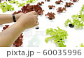 Young farmer is checking PH of the growth of lettuce vegetables salad in hydroponics farm 60035996