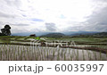 Beautiful 4k footage Time lapse of rice terrace with paddy field, Rainstorm and Clouds in Chiang Mai northern of thailand. 60035997
