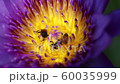 Close up Bees trying to keep nectar pollen from the water lily 60035999