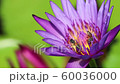 Close up Bees trying to keep nectar pollen from the water lily 60036000