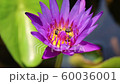 Close up Bees trying to keep nectar pollen from the water lily 60036001
