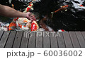Feeding Koi fish 60036002