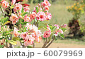 change focus of pink flower to un-focus and back to in-focus again 60079969