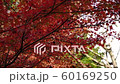 高尾山紅葉 60169250