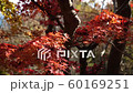 高尾山紅葉 60169251
