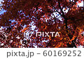 高尾山紅葉 60169252