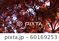 高尾山紅葉 60169253