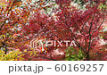 高尾山紅葉 60169257