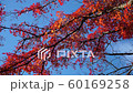 高尾山紅葉 60169258