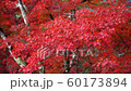 Gujo Hachiman城堡秋葉 60173894