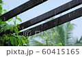 Heavy Rain on Wooden Pergola 1 60415165