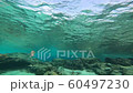 Underwater world 60497230