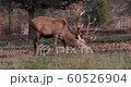 Close up of a red deer eating, UK 60526904