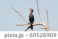 Close up of a Neotropic cormorant panting in hot weather, South Pantanal, Brazil. 60526909