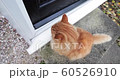 Close up of a cat waiting  to get home by the door 60526910