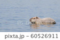 Capybara in water, South Pantanal, Brazil. 60526911