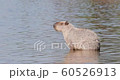 Close up of Capybaras in water, South Pantanal, Brazil. 60526913