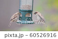Close up of house sparrows feeding on a bird feeder, UK. 60526916