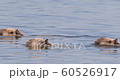 Close up of Capybaras swimming in water, South Pantanal, Brazil. 60526917