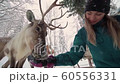Ski resort entertainments. Yound woman and deer in the winter forest. Woman feed deer. Girl feed deer. Deer farm. 60556331